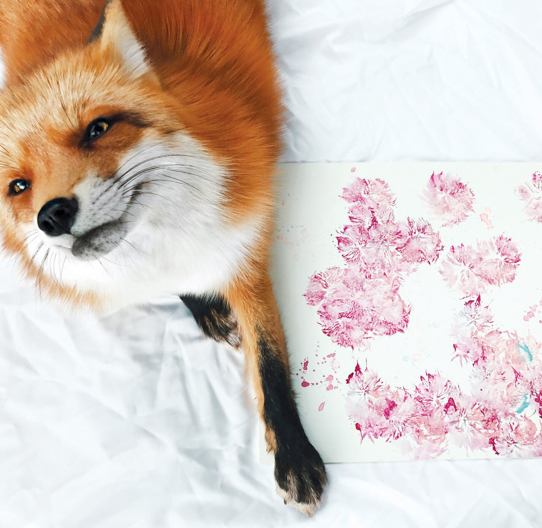 Instagram Sensation Juniper the Fox New Book & Calendar Unleashed