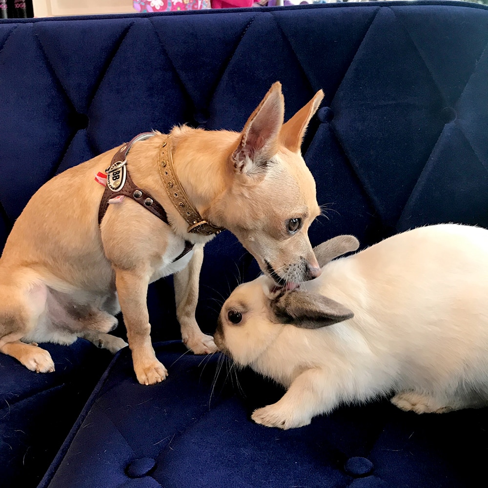 Bonded Dog and Rabbit at Vanderpump Dog Rescue Center | Unleashed