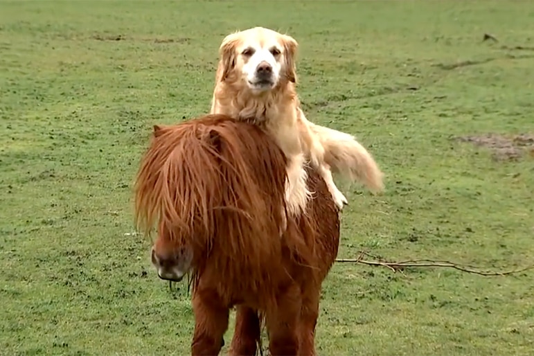 Ariana Madix is a Huge Fan of Buckley the Highland Cow