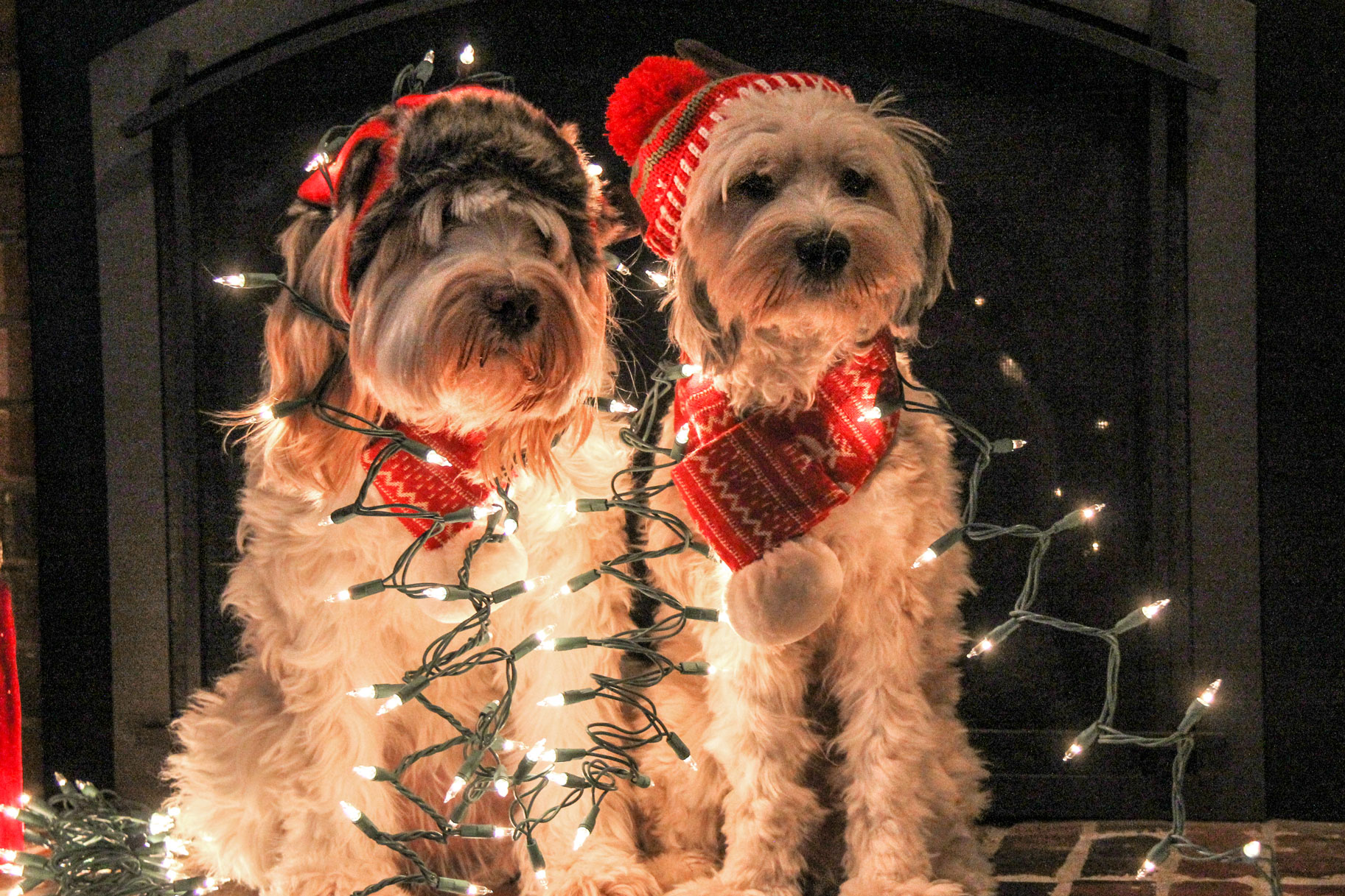 Dogs Wrapped in Christmas Lights | Unleashed