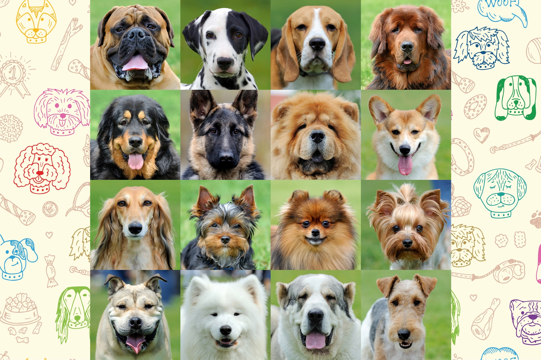 How Many Dog Breeds Are There In The United States Dogwalls