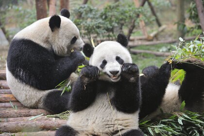 Chengdu Research Base of Giant Panda Breeding