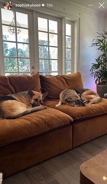 Sophia Umansky's dogs sleeping on the couch in her living room.