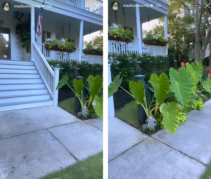 Madison LeCroy's plants in her front yard.