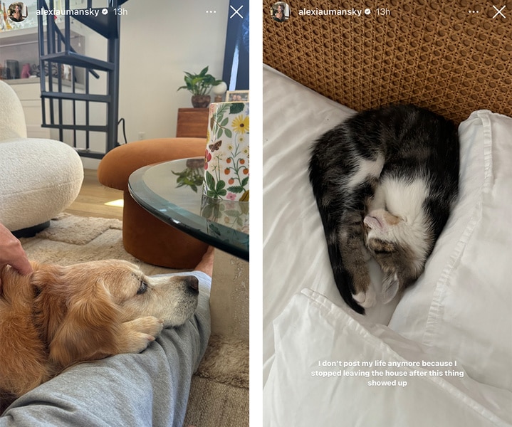 A split of Alexia Umansky's pets in her living room.