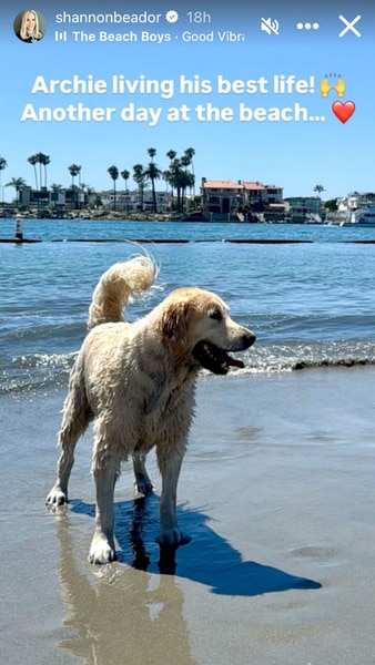 Shannon Beador's dog, Archie, wet from being on the beach.