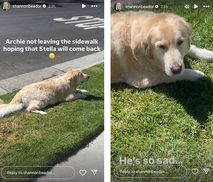 A series of Shannon Beador's dog, Archie, laying on the grass.