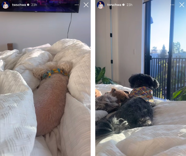 Tom Schwartz posts his Dogs in bed onto his Social Media account