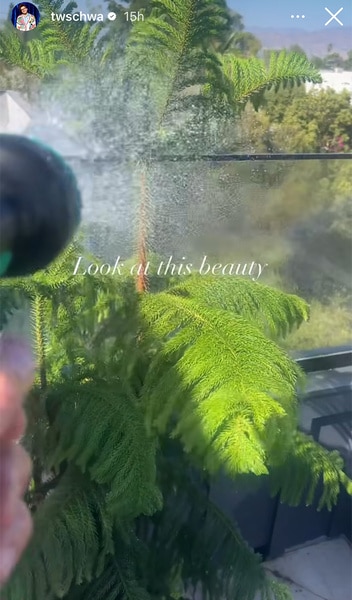 Tom Schwartz posts his plant on a balcony onto his social media account