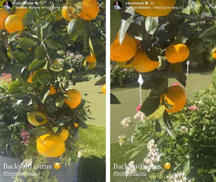 A split of Craig Conover's citrus trees in his backyard.