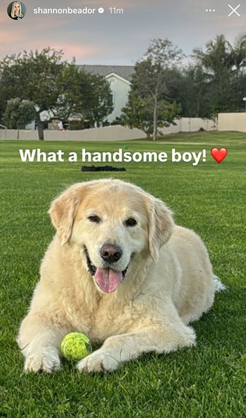 Shannon Beador's dog Archie laying on grass.