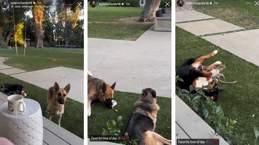 A series of Kyle Richards' dogs playing in her backyard.