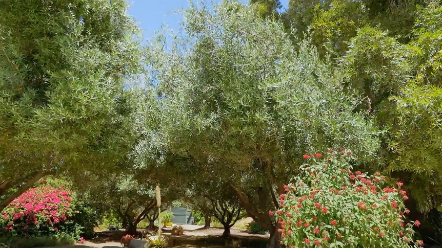 The trees and flowers at Josh Altman's listing