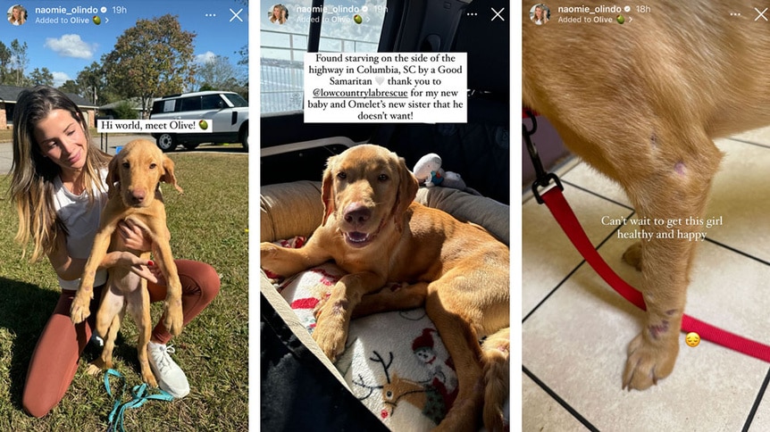 A series of Naomie Olindo's new dog she adopted sitting with her, laying down, and with a leash on