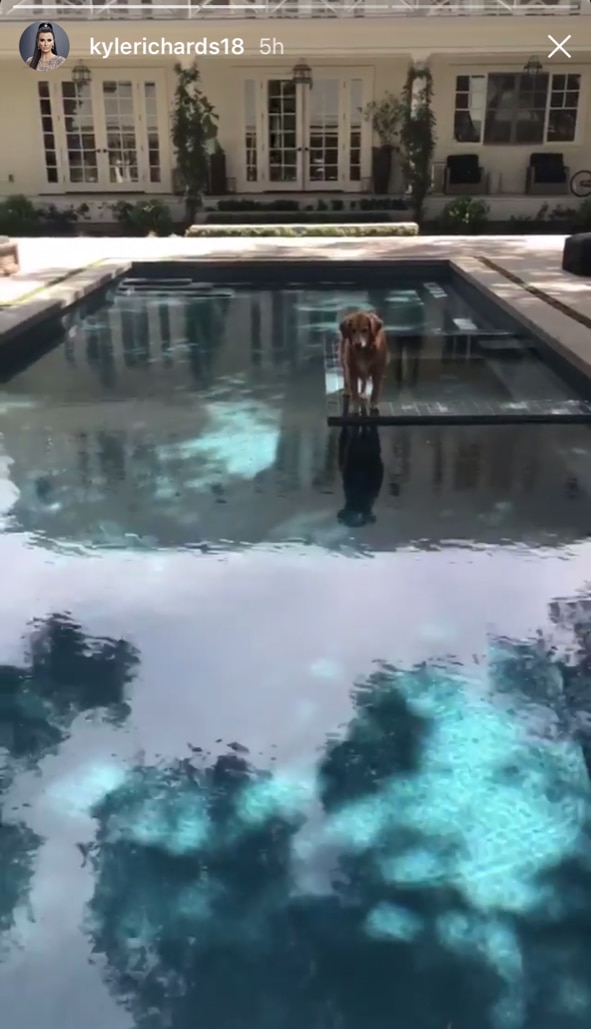 Kyle Richards' Golden Retriever Loves Her Tennis Ball & Pool | The ...